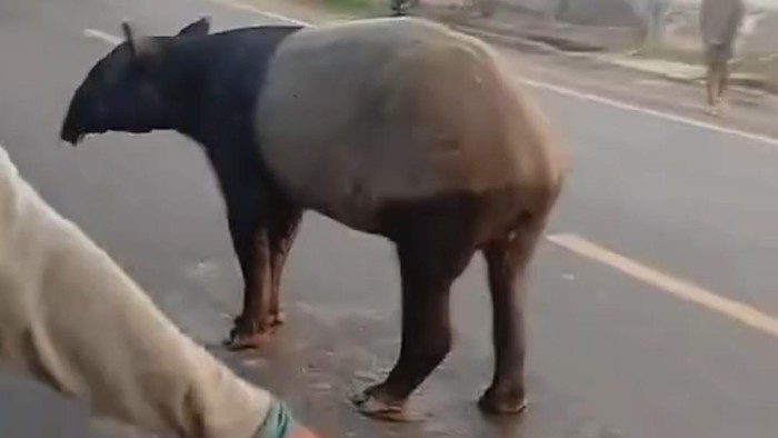 Tapir Langka yang Viral di Jalinsum Lampung Ditemukan Tewas Dimutilasi Warga