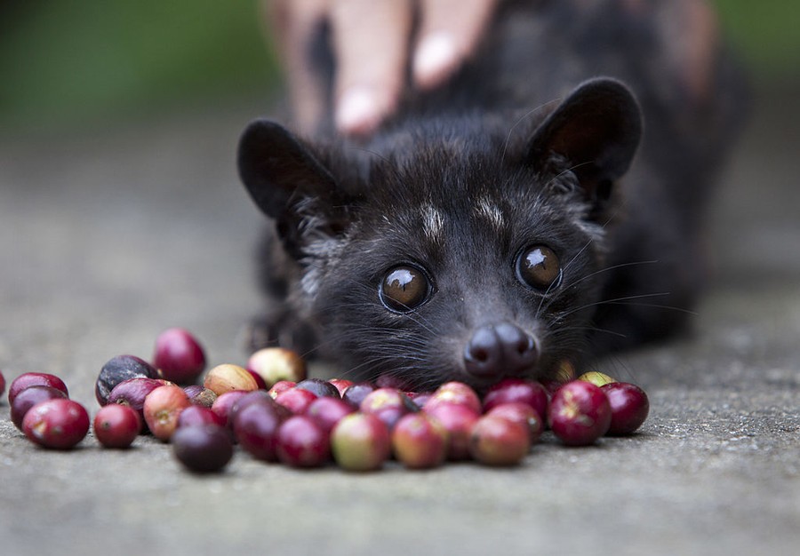 Dari Perut Luwak ke Cangkir, Begini Perjalanan Kopi Luwak yang Mendunia