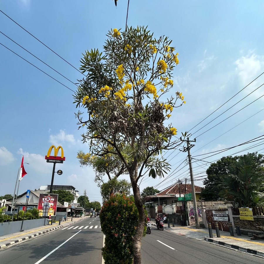 Warni di Jalur Utama Depok Hadirkan Pesona seperti Sakura