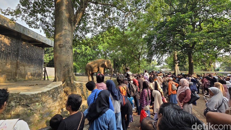 Pengunjung Ragunan Melonjak Dua Kali Lipat di Hari Terakhir Gratis, Tembus 135 Ribu Orang