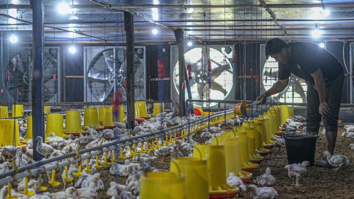 Pemerintah Dorong Harga Ayam Hidup Peternak ke Rp 19.500 per Kilogram Mulai 15 Juli 2026