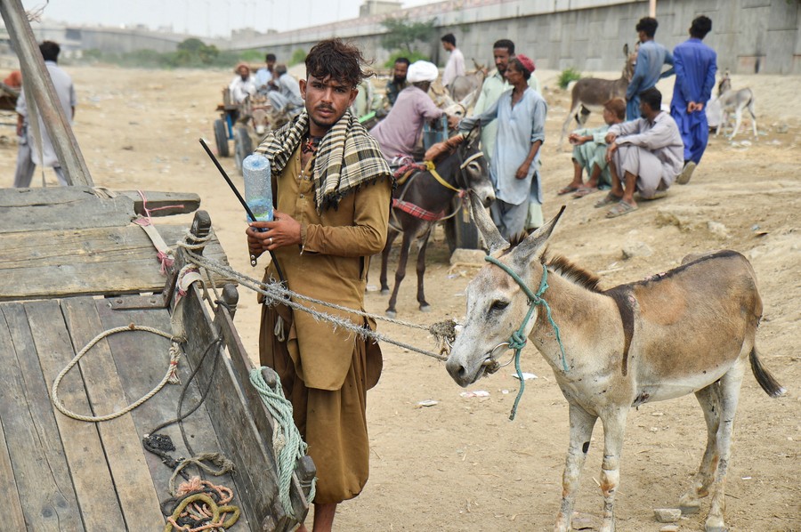 Karachi, Beritatercepat.com – Suasana pagi di salah satu sudut kota Karachi tampak jauh lebih hidup dari biasanya. Pul
