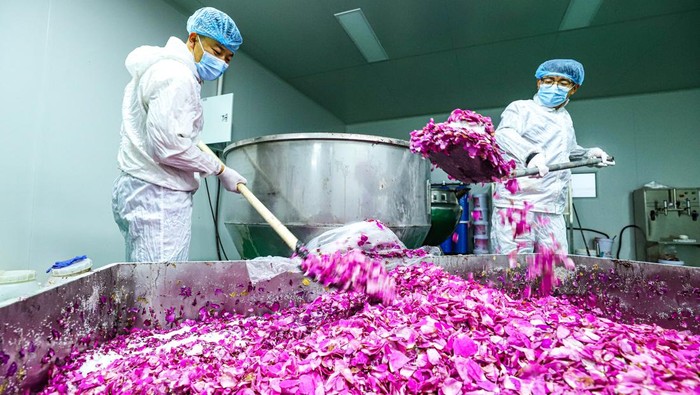 Industri Pengolahan Mawar di Gansu Tumbuh Pesat, Jadi Tulang Punggung Ekonomi Lokal