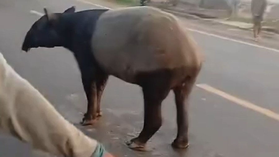 Satu rekaman video viral di Beritatercepat.com memperlihatkan seekor tapir berkeliaran di Jalan Lintas Sumatera (Jalinsu