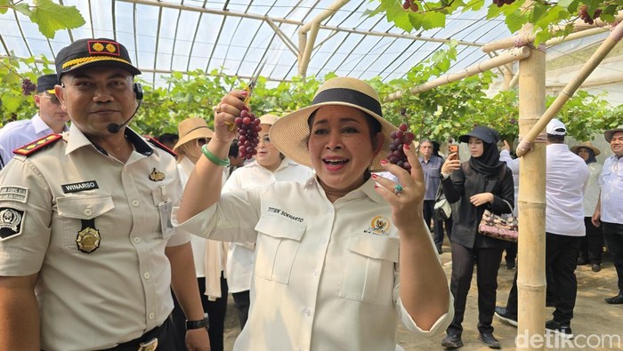Kunjungi BLK Nusakambangan, Titiek Soeharto Terpikat Anggur Manis Hasil Rawatan Napi