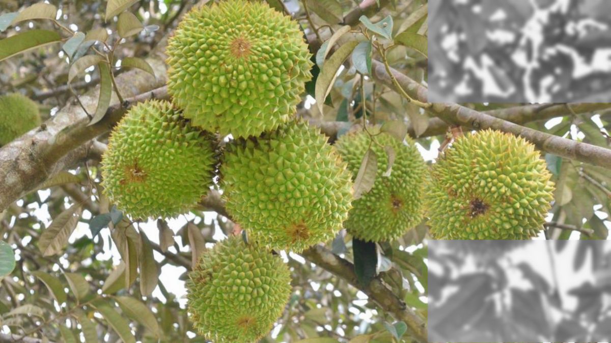 Buah Durian Asli Indonesia Dihargai Lebih Mahal dari Parfum Mewah Eropa