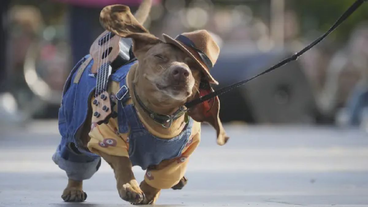 St Petersburg, Rusia — Parade Dachshund Tahunan Kembali Digelar Meriah