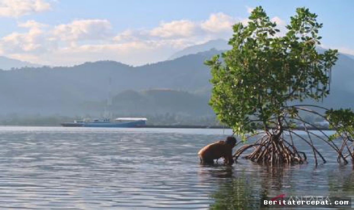 Menteri Jumhur Luncurkan "Tobat Ekologis" Lewat Rehabilitasi Mangrove