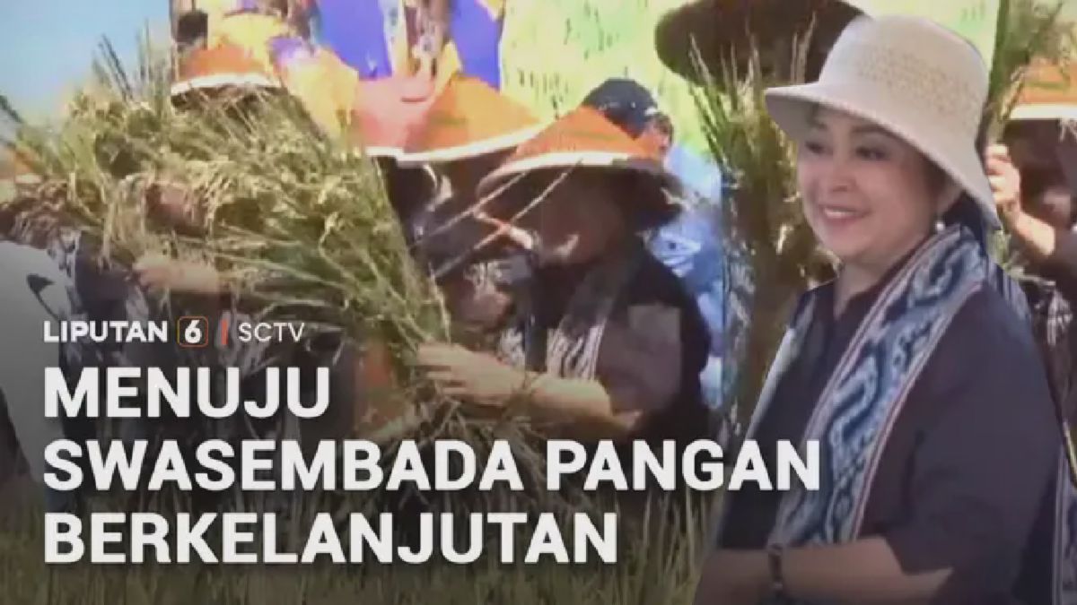 Titiek Soeharto Tinjau Panen Raya, Dorong Produktivitas Petani Klaten