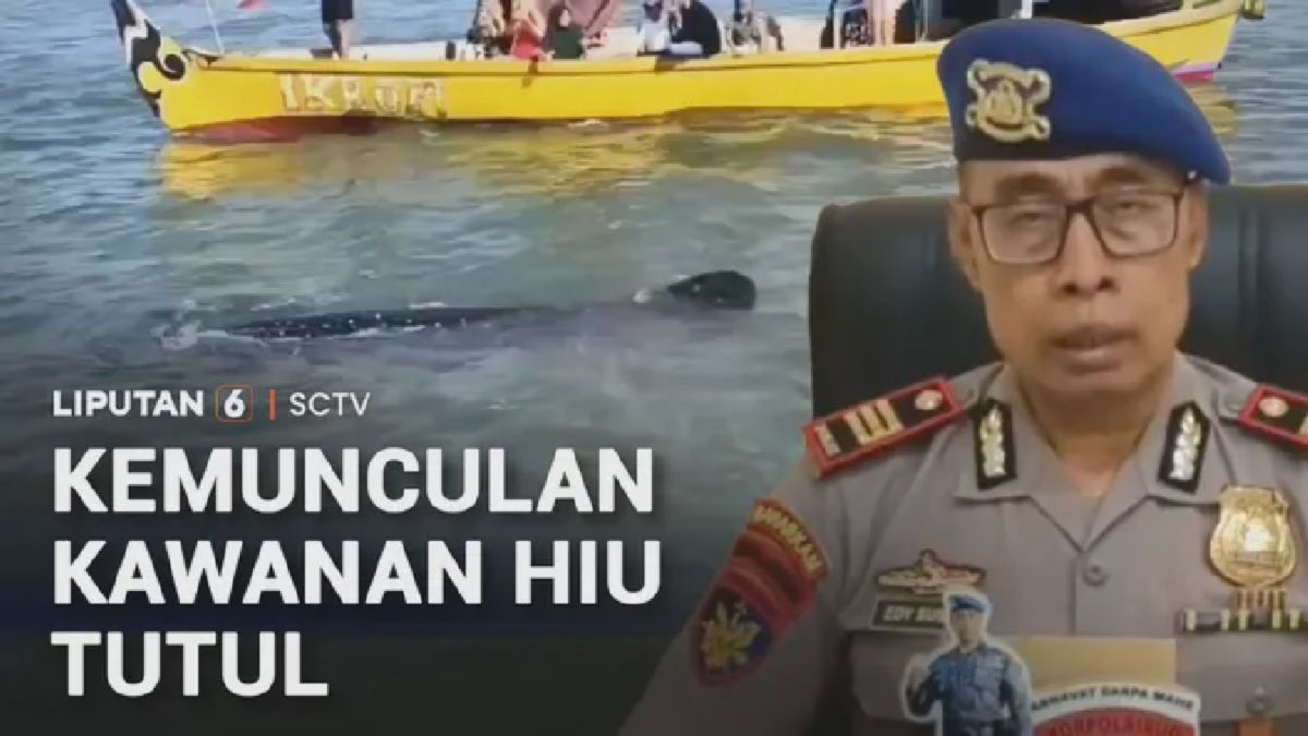 Kawanan Hiu Tutul Migrasi di Pasuruan; Warga Diperingatkan Hindari Bakar Sampah