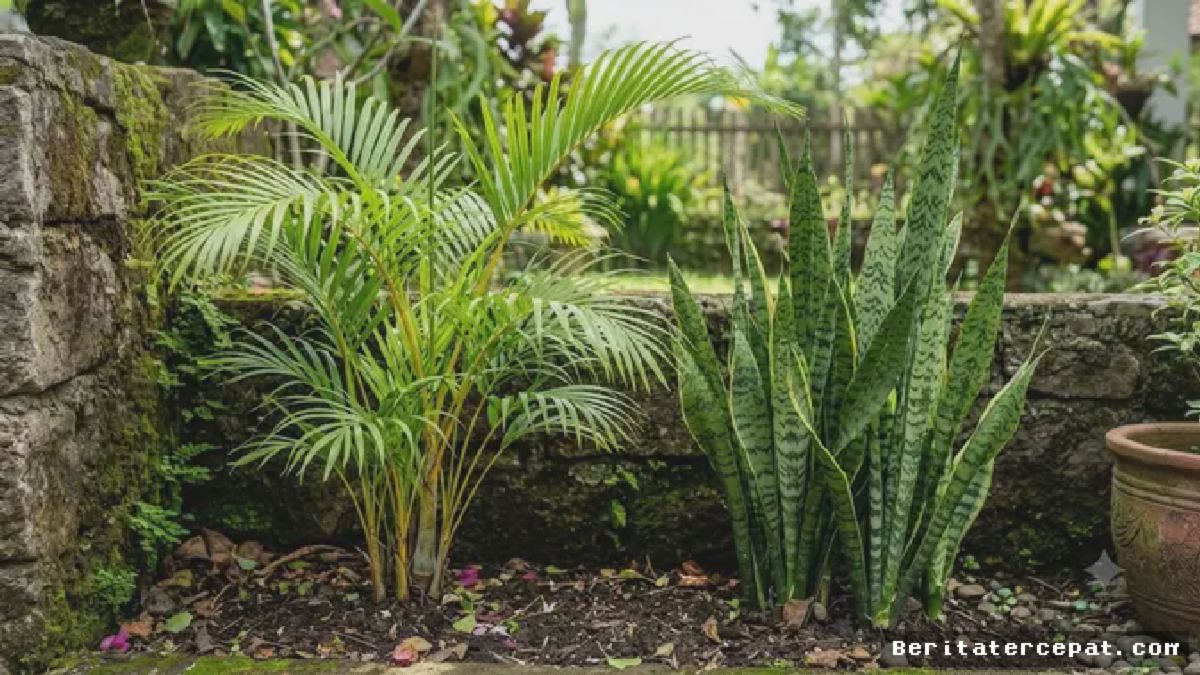 JAKARTA — Tanaman Hias Makin Cantik Saat Ditanam Berdampingan