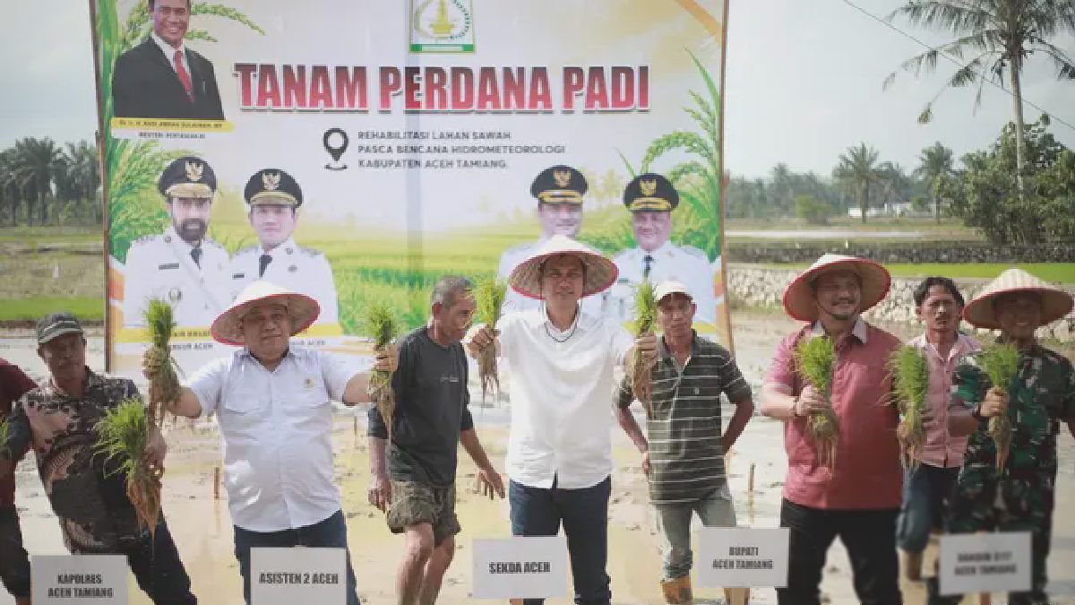 BREAKING: Tanam Padi Kembali Menggeliat Pascabencana Hidrometeorologi