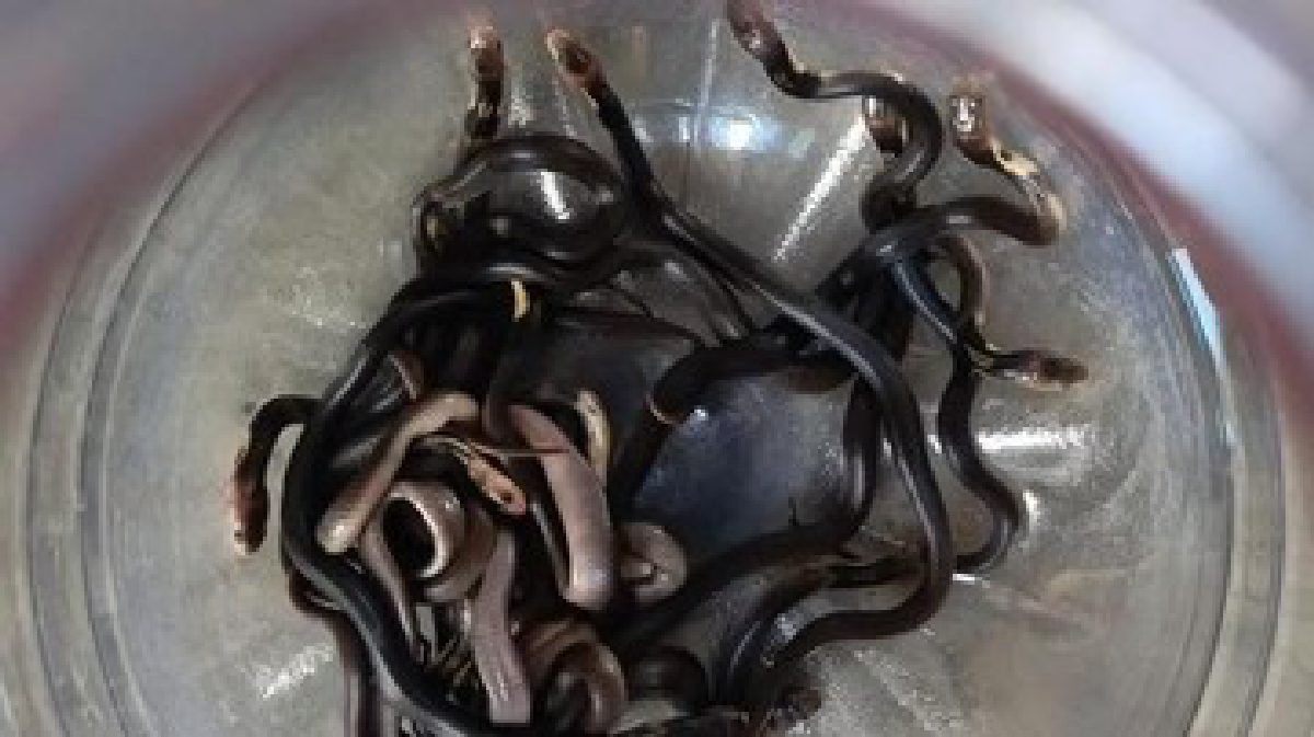 18 Anak Kobra Keluar dari Lubang Lantai Usai Rumah Disiram Bensin