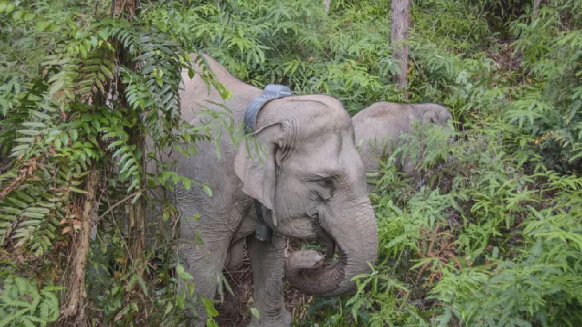 BBKSDA Riau Pasang Kalung GPS pada Gajah Liar di Pelalawan