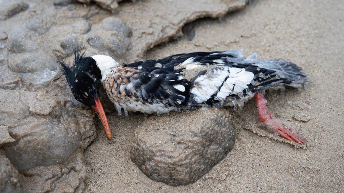 Australia Deteksi Flu Burung H5N1, Selandia Baru Siapkan Vaksin Darurat